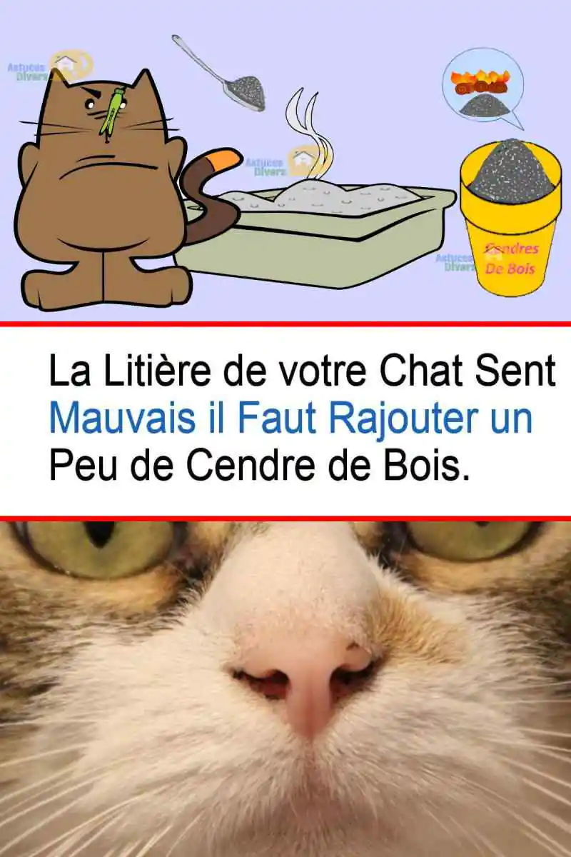 Cendre De Bois 10 Astuces Efficaces Pour L Utiliser Cendre De Bois 10 Astuces Efficaces Pour L Utiliser