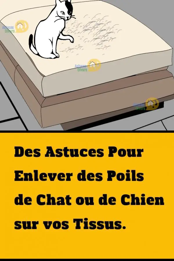 Des Poils De Chat Ou Chien Sur Vos Textiles 4 Astuces Pour Nettoyer