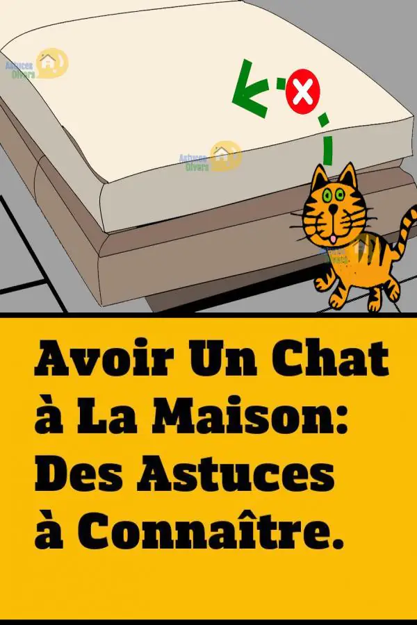 Avoir Un Chat A La Maison 9 Astuces A Connaitre