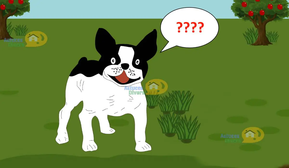 Introducir 100+ imagen un chien perdu peut il retrouver sa maison fr.thptnganamst.edu.vn