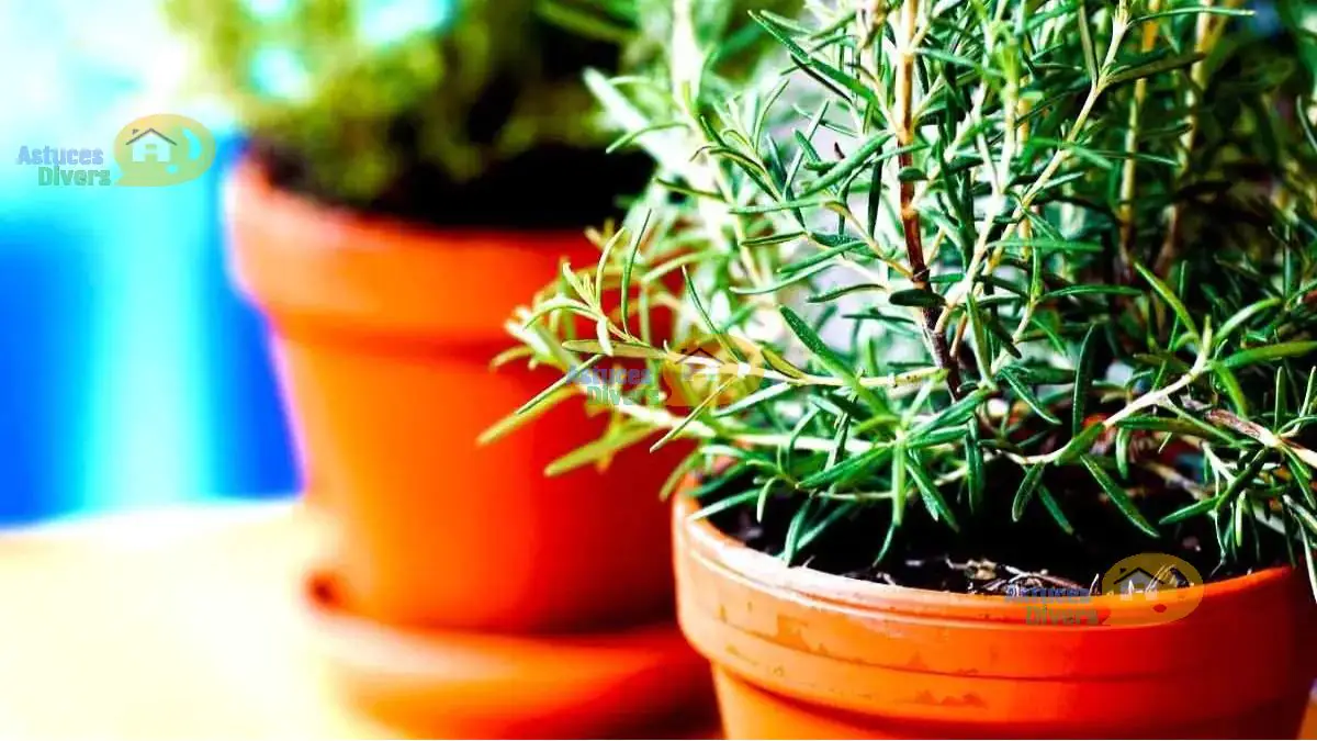 Cultiver du Romarin en Pot sur son balcon