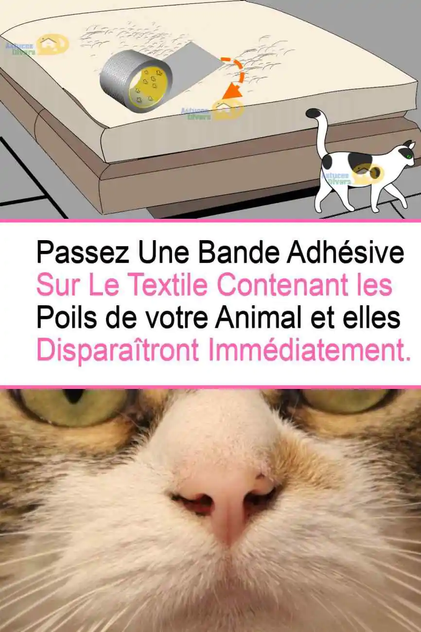 Des Poils De Chat Ou Chien Sur Vos Textiles 4 Astuces Pour Nettoyer Des Poils De Chat Ou Chien Sur Vos Textiles 4 Astuces Pour Nettoyer