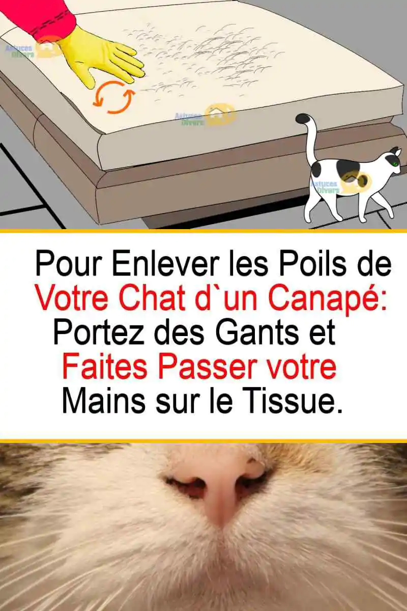 Des Poils De Chat Ou Chien Sur Vos Textiles 4 Astuces Pour Nettoyer
