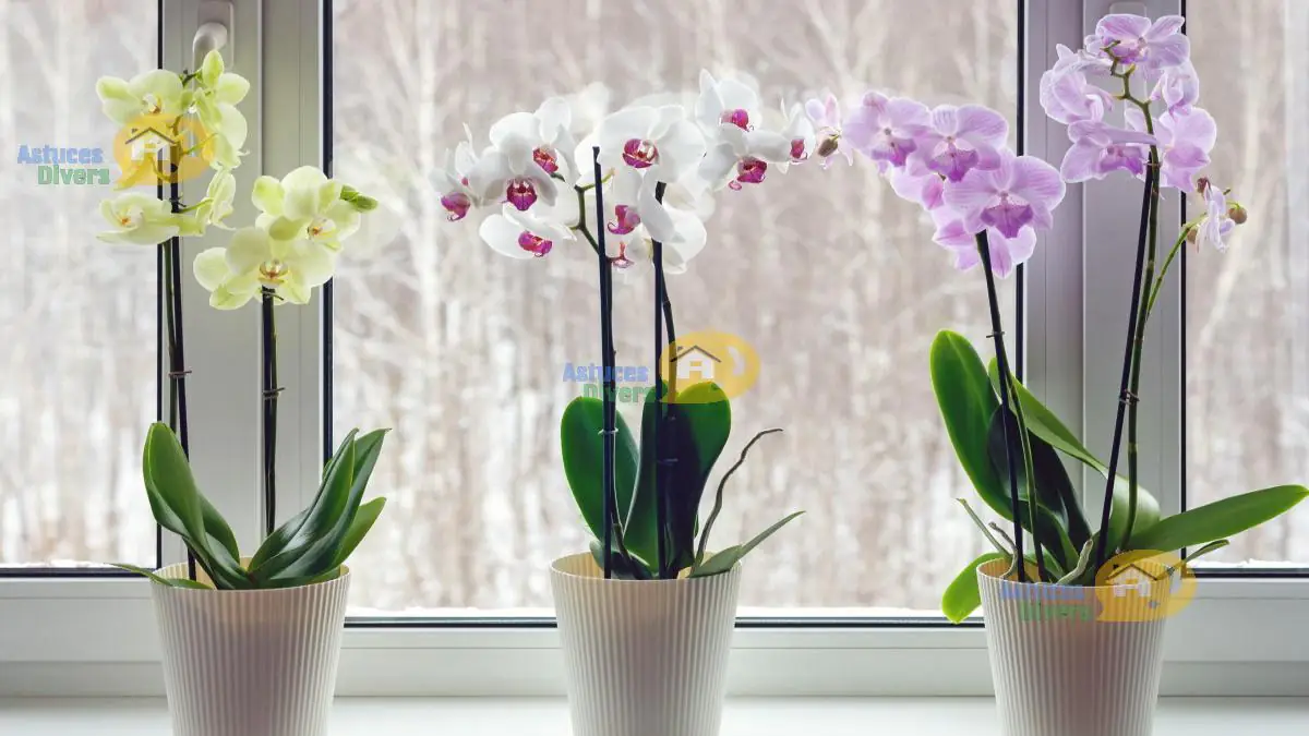 Faire Refleurir Une Orchidée Avec Du Café Les astuces clés pour Entretenir et faire Refleurir une Orchidée !