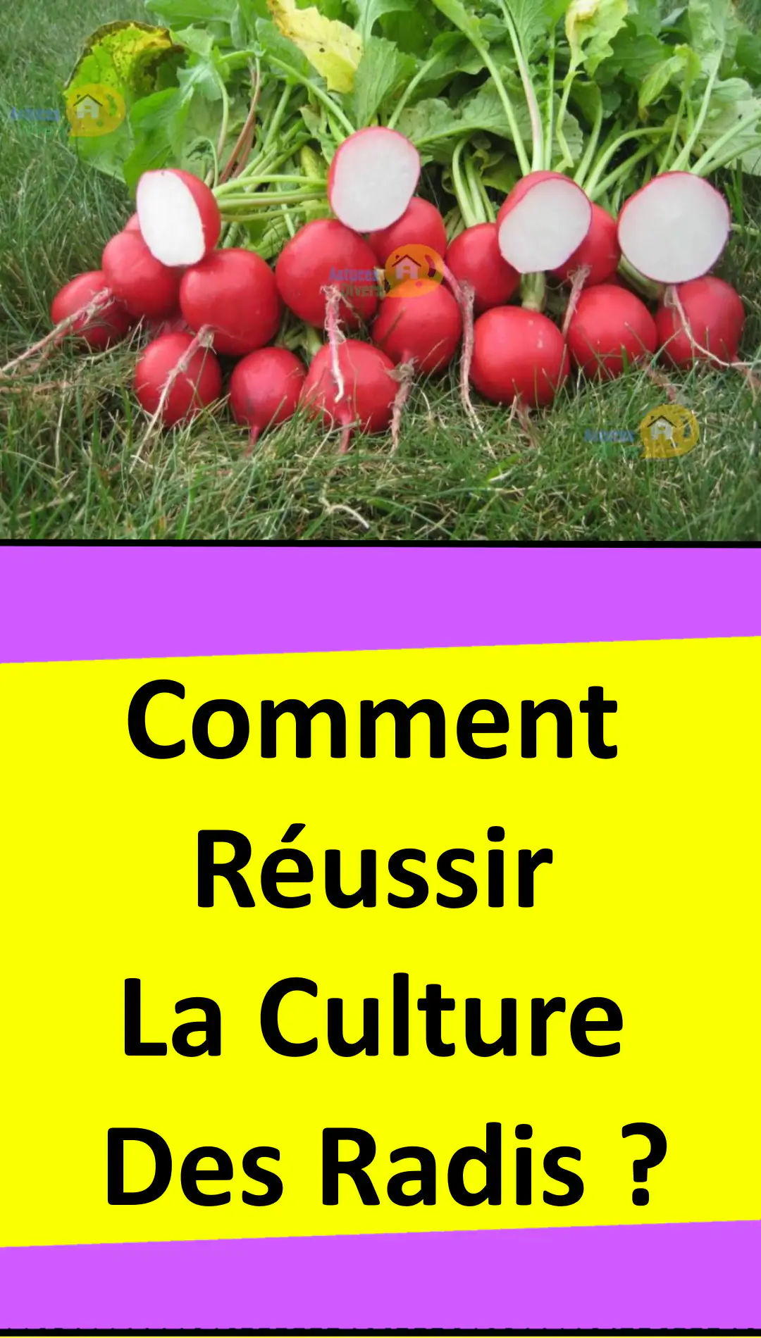 Faire pousser des radis