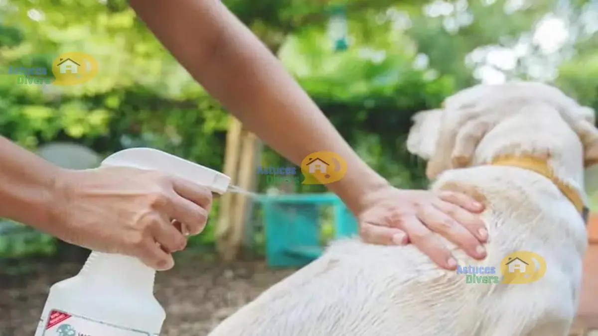 Shampoing Anti Puce Pour Chien Maison