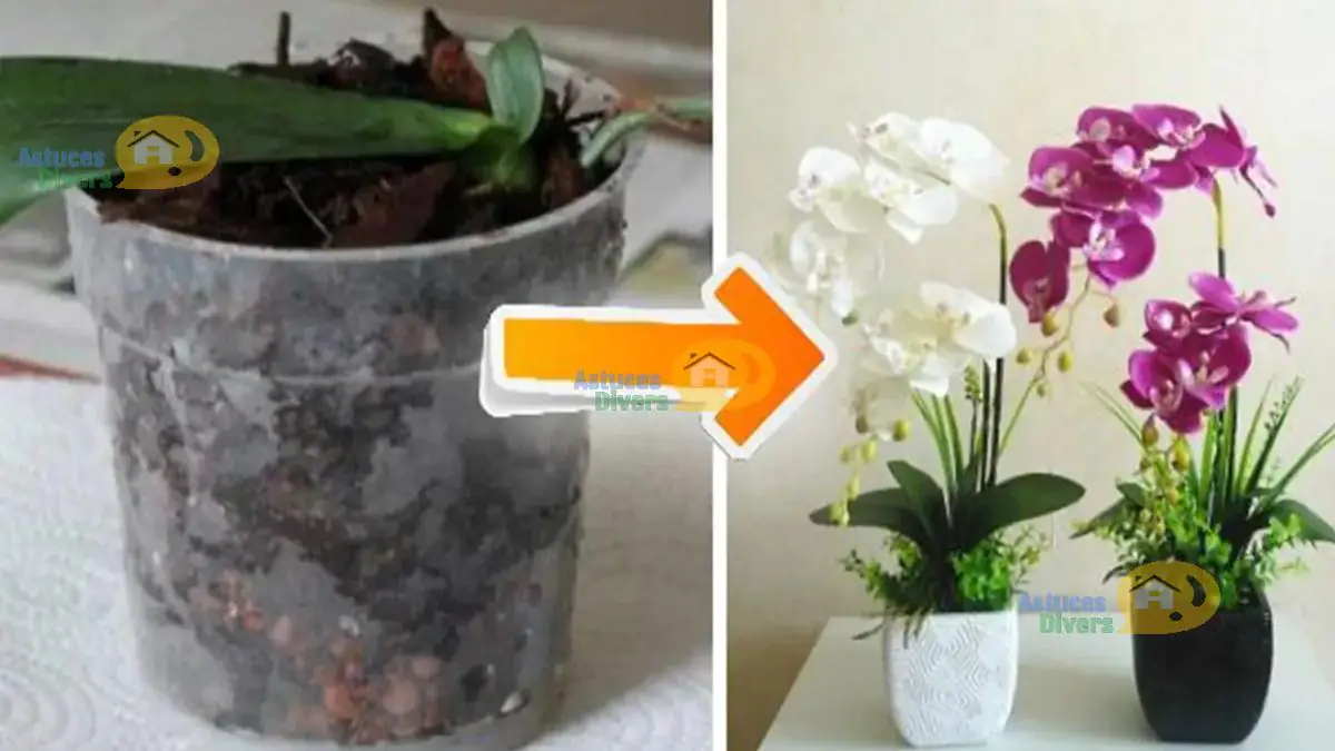 Faire Refleurir Une Orchidée Avec Du Café Comment faire Refleurir une Orchidée ?