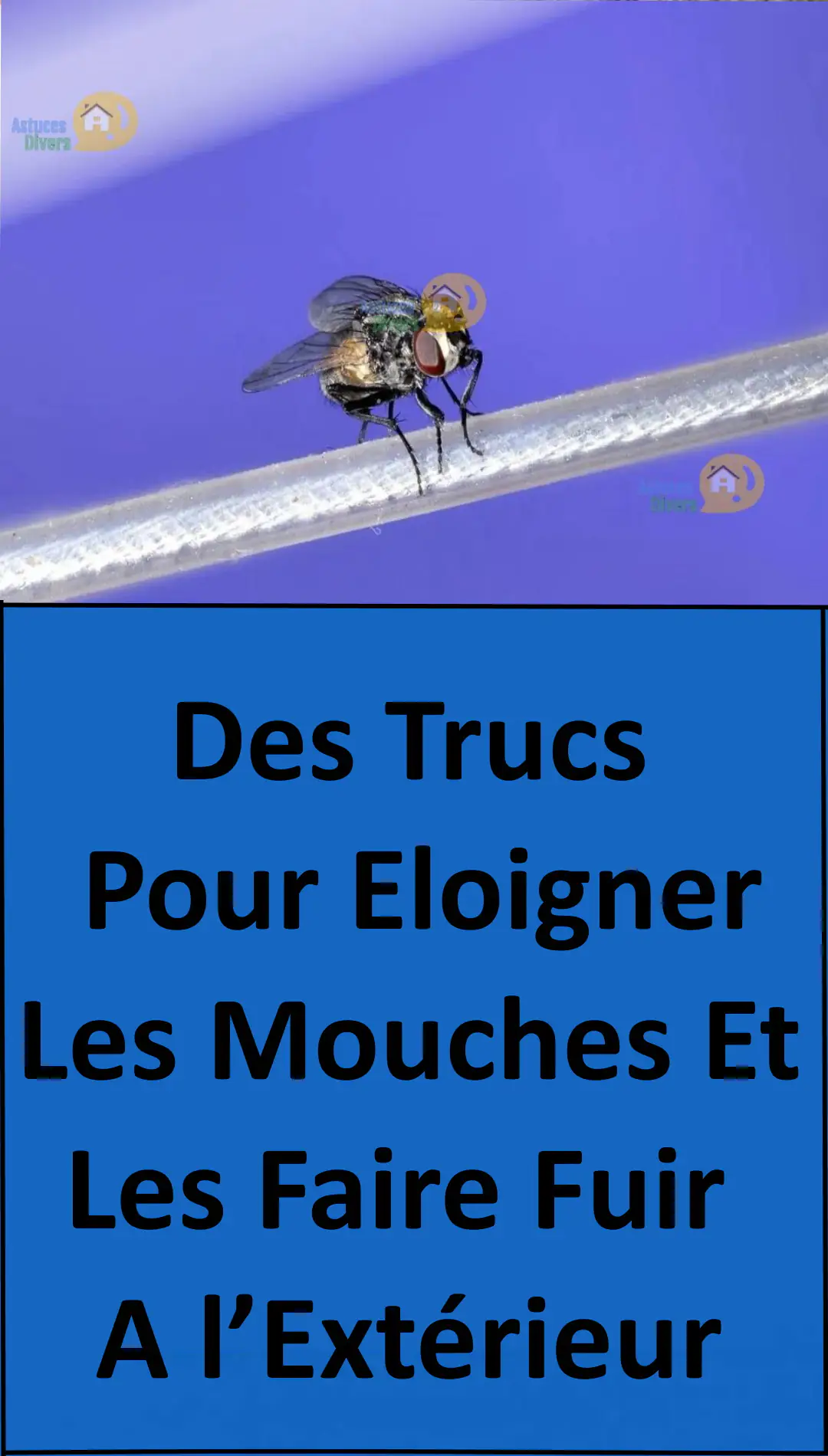 Top 104+ imagen invasion de mouches dans la maison fr.thptnganamst.edu.vn