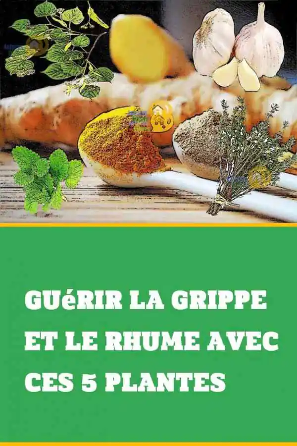 remèdes naturels pour guérir la grippe et le rhume.