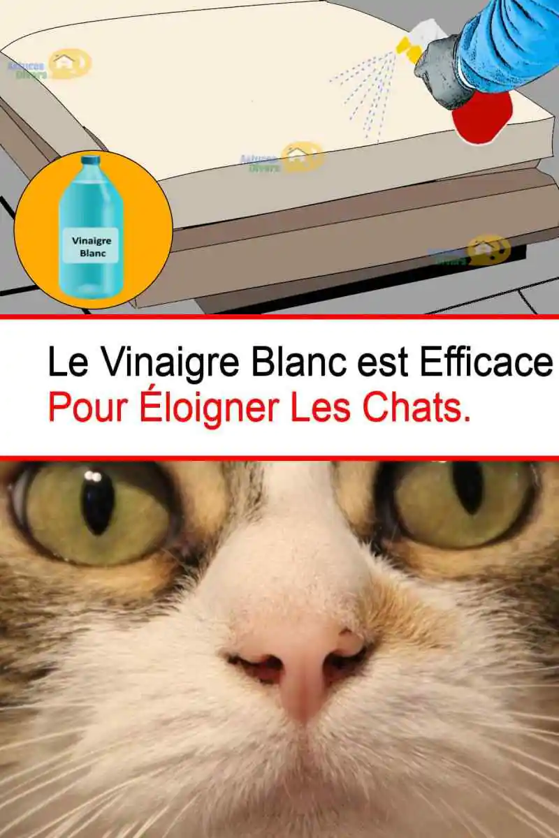Repulsif Naturel Pour Les Chats 5 Astuces Pour Le Faire